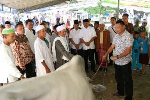 Pemkab Minut Sumbang 12 Ekor Sapi Kurban di Idul Adha