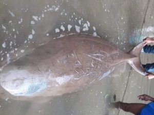 Warga Bahoi Temukan Duyung Tak Bernyawa