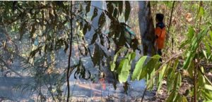 Angin Kencang Akibatkan Kebakaran Hutan Gunung Klabat Meluas