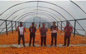 Ditengah Pandemi COVID-19, Petani Sulut Terus Panen Jagung Hibrida Varietas JH-37