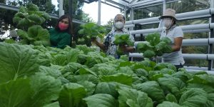 Panen Sayur Sehat Di Rudis Walikota Bitung