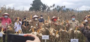 Lakukan Panen Jagung bersama, Clay Dondokambey Apresiasi Kelompok Tani Minut