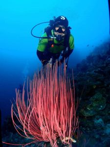 Diver Patar Situmorang Akui Pesona Alam Sulut, Menakjubkan