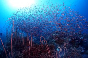 Sulut Miliki Pulau Dalam Air di Laut Lepas Bolsel