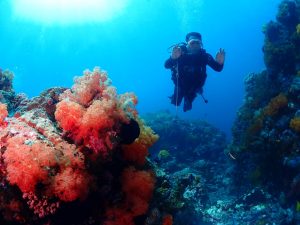 Nikmati Langsung Keindahannya, Alvin Taulu Explore Alam Bawah Laut Likupang