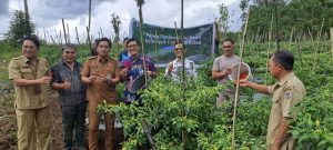 Dorong Upaya Pengendalian Inflasi Kota Tomohon, BI Bersama Poktan Sukoi Rabbit Panen Cabai Rawit