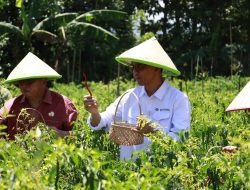 Panen Cabai Merah Keriting Oleh Petani Milenial, Hasil Binaan Bank Indonesia Sulawesi Utara