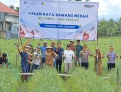 Kelompok Tani Berkah Kotamobagu Buktikan Potensi, Panen Raya Bawang Merah